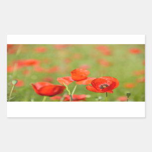 Mohnblumen in einem rechteckigen Aufkleber des