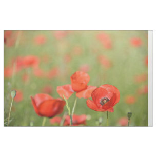 Mohnblumen in einer roten Blumenmohnblume stellen Stoff