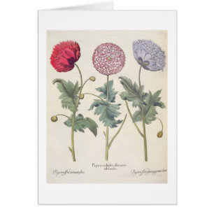 Mohnblumen: Multiplexalbumoris 1.Papaver