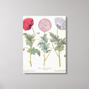 Mohnblumen: Multiplexalbumoris 1.Papaver Leinwanddruck