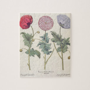 Mohnblumen: Multiplexalbumoris 1.Papaver Puzzle