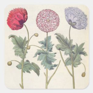 Mohnblumen: Multiplexalbumoris 1.Papaver Quadratischer Aufkleber