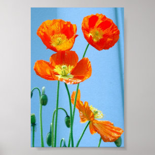 Mohnblumen Poster