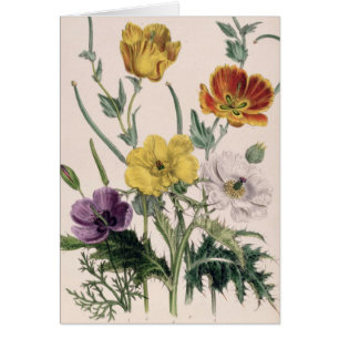 Mohnblumen und Anemonen