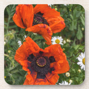 Mohnblumen und Gänseblümchenharte Untersetzer