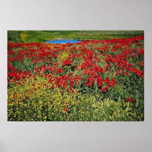 Mohnblumenfeld, mittlerer Atlas, Marokko-Blumen Poster