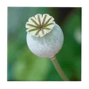 Mohnblumenkopf Samen, Westkap Fliese