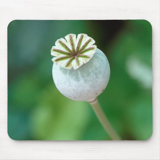 Mohnblumenkopf Samen, Westkap Mousepad (Vorne)