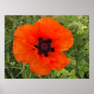 Mohnblüte Poster