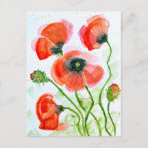 Mohnblütenmohn im Sommer Blume