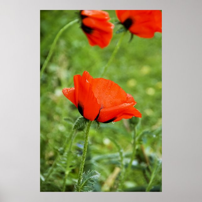 Mohndruck Gerahmt Poster (Vorne)