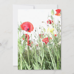 Mohnfeld Die Natur blüht Blume Einladung