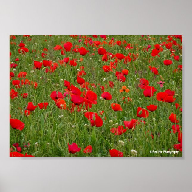 Mohnfeld Poster (Vorne)
