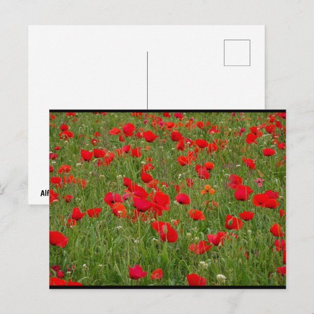 Mohnfeld Postkarte (Vorne/Hinten)