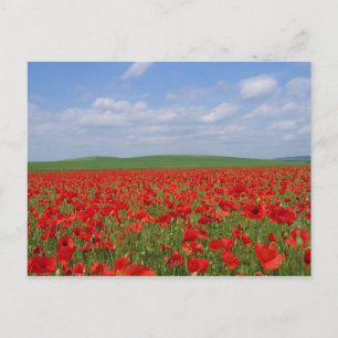 Mohnfeld Postkarte