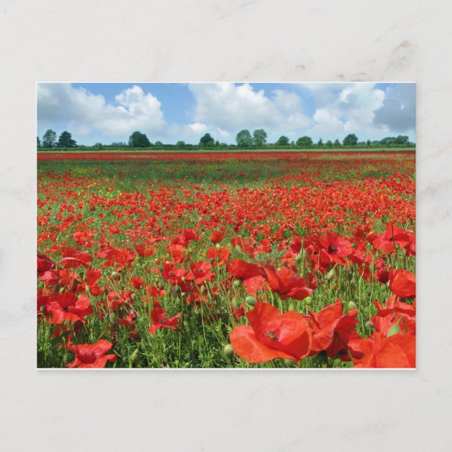 Mohnfelder Postkarte (Vorderseite)
