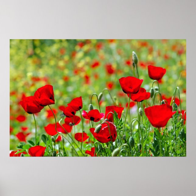 Mohnfeldposter Poster (Vorne)