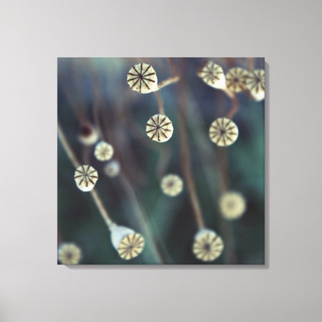 Mohnfrucht-Foto Leinwanddruck (Vorderseite)