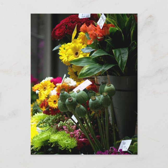 Mohnköpfe Postkarte (Vorderseite)