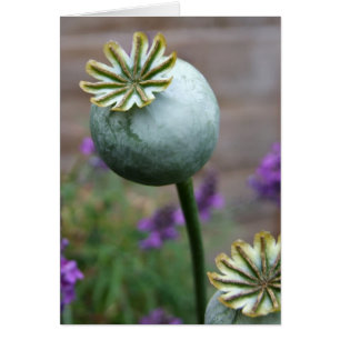 Mohnpflanzenkarte