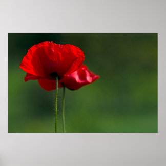 Mohnposter - Florale Naturfotografie Poster