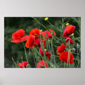 Mohnposter - Florale Naturfotografie Poster