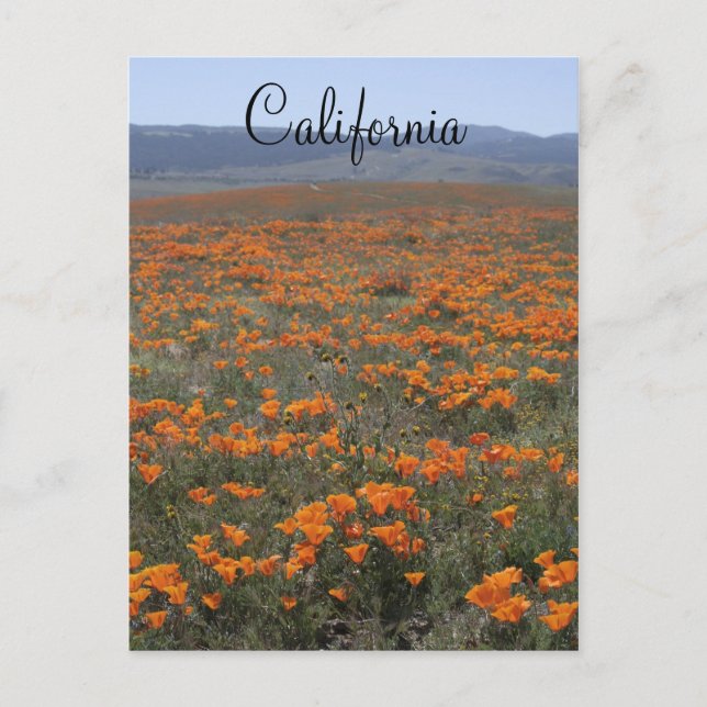 Mohnreserve Postkarte (Vorderseite)