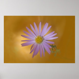 Mojave Aster Wildblume Poster