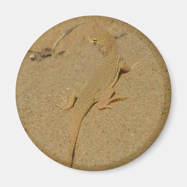Mojave-Fransenzehen-Echse Magnet (Vorne)