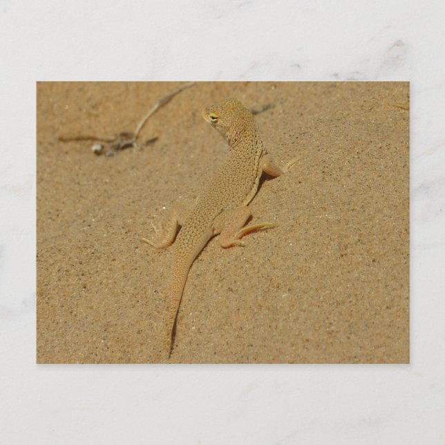 Mojave-Fransenzehen-Echse Postkarte (Vorderseite)