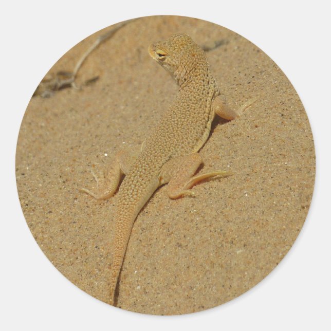 Mojave-Fransenzehen-Echse Runder Aufkleber (Vorderseite)