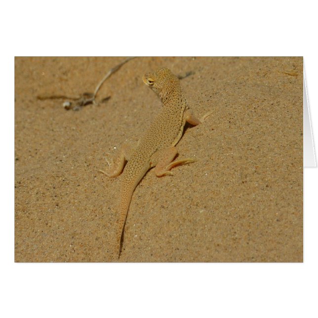 Mojave Fringe-Toed Lizard (Vorderseite (Horizontal))