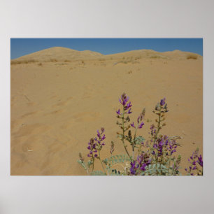 Mojave Indigo Busch und Kelso Dünen Poster