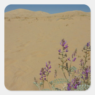 Mojave Indigo Busch und Kelso Dünen Quadratischer Aufkleber