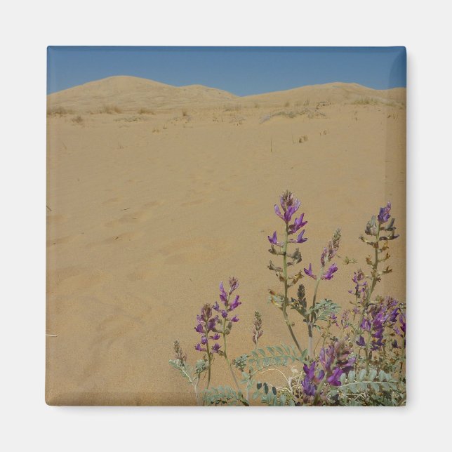 Mojave Indigo Bush und Kelso Dunes Magnet (Vorne)