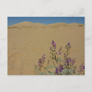 Mojave Indigo Bush und Kelso Dunes Postkarte