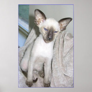 Mojave the Great Poster