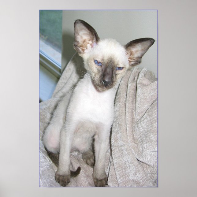 Mojave the Great Poster (Vorne)