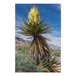 Mojave yucca blüht in der Wüste nahe Las Vegas Fotodruck