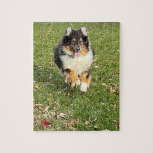 Mojo - Australian Shepherd Puzzle