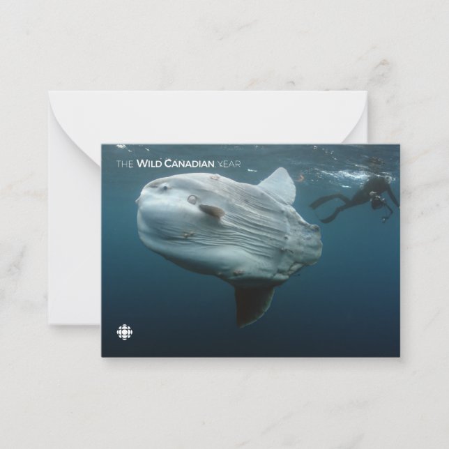 Mola Mola Mitteilungskarte (Vorderseite)