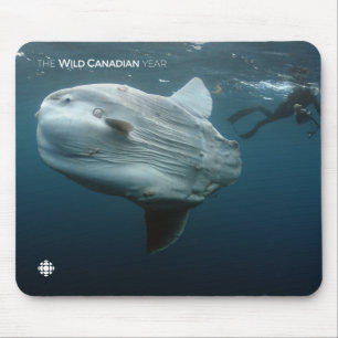 Mola Mola Mousepad
