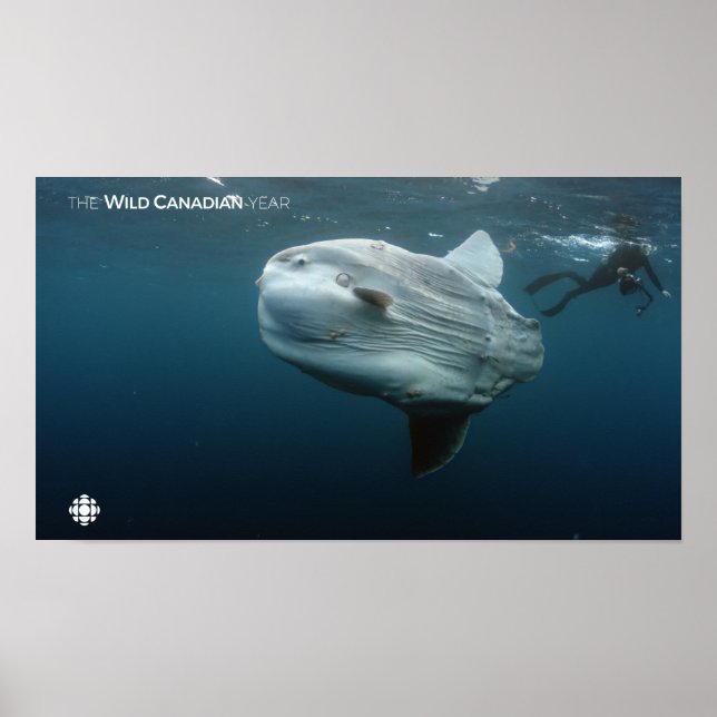 Mola Mola Poster (Vorne)