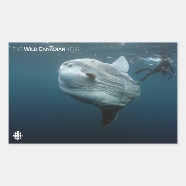 Mola Mola Rechteckiger Aufkleber (Vorderseite)