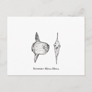 Mola Mola Sunfish Postcard Postkarte