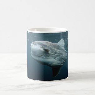 Mola Mola Tasse
