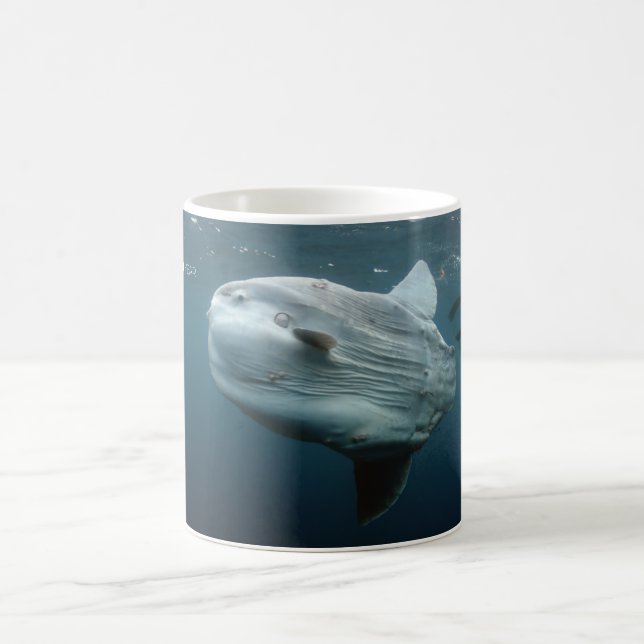 Mola Mola Tasse (Mittel)