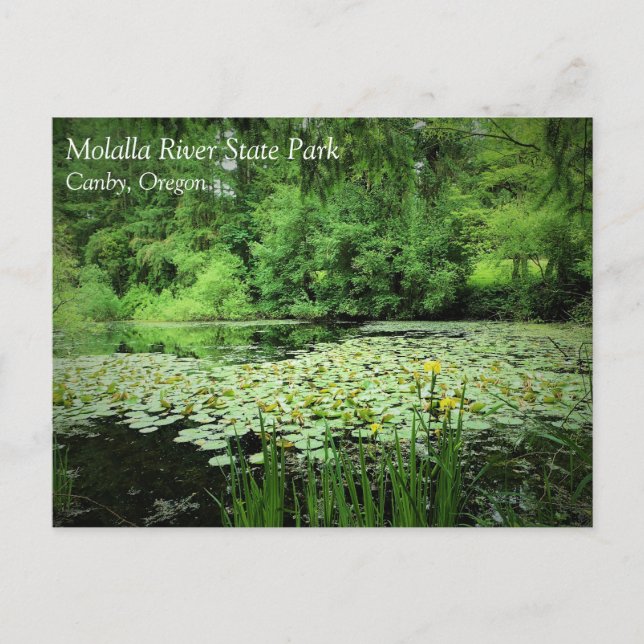 Molalla River Staat Park, Canby, Oregon Postcard Postkarte (Vorderseite)