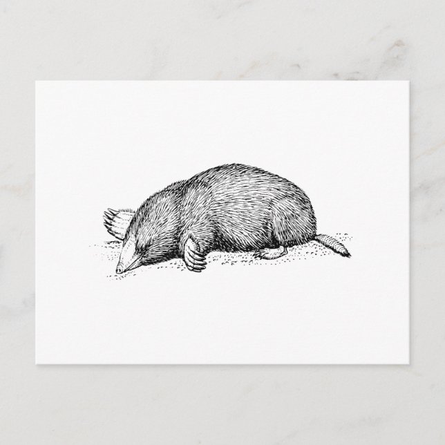 Mole Postkarte (Vorderseite)