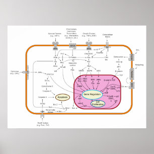 Molekül-Signaltransductions-Bahn-Diagramm Poster
